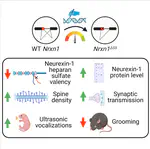 Alternative Splicing and Heparan Sulfation Converge on Neurexin-1 to Control Glutamatergic Transmission and Autism-Related Behaviors