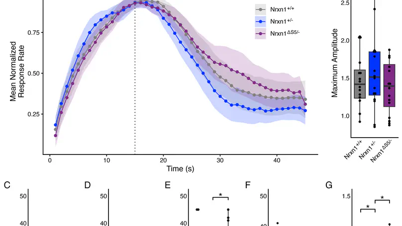 Interval Timing Is Altered in Male Nrxn1+/- Mice: A Model of Autism Spectrum Disorder
